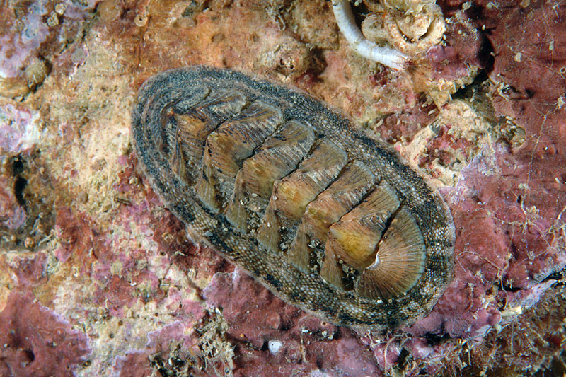 Chiton olivaceus